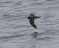 Ashy Storm-Petrel